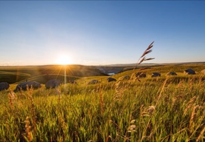 Rolling fields over alberta with sun setting on clear summer day in the background